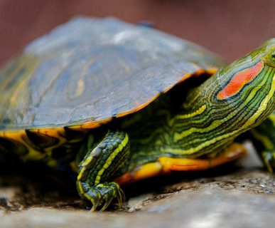 Su Kaplumbağalarında Hibernasyon Nedir?