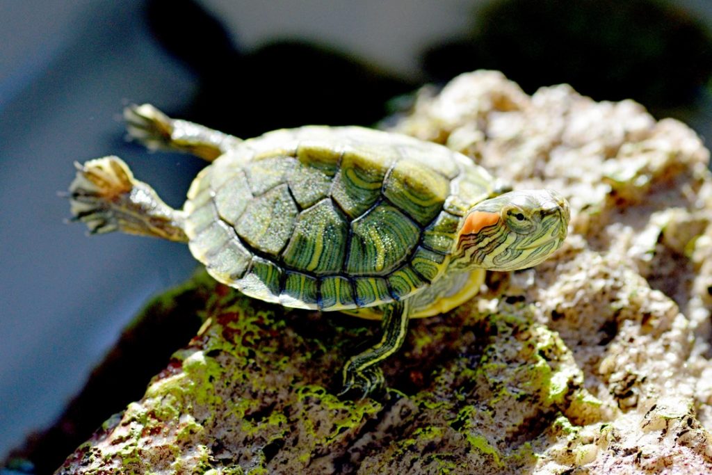 Su Kaplumbağası - Hibernasyon