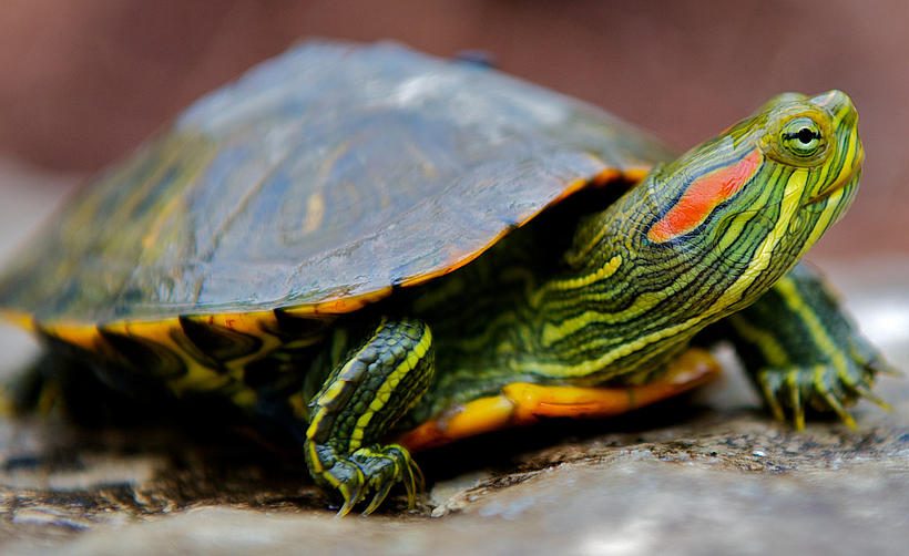 Su Kaplumbağalarında Hibernasyon Nedir?