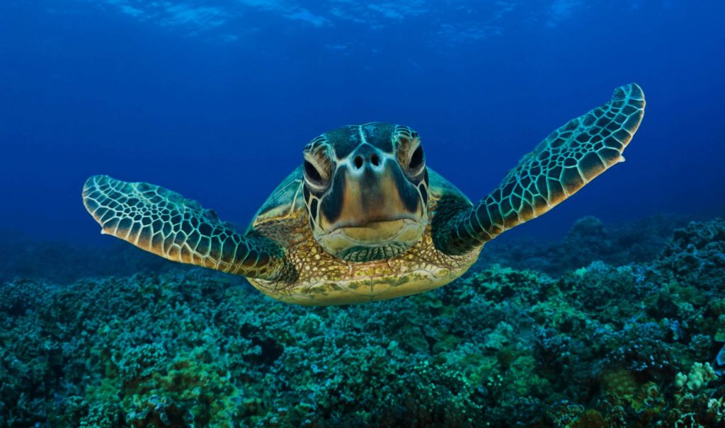 Su Kaplumbağası Türleri