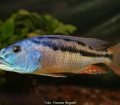 Aristochromis Christyi