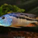 Aristochromis Christyi
