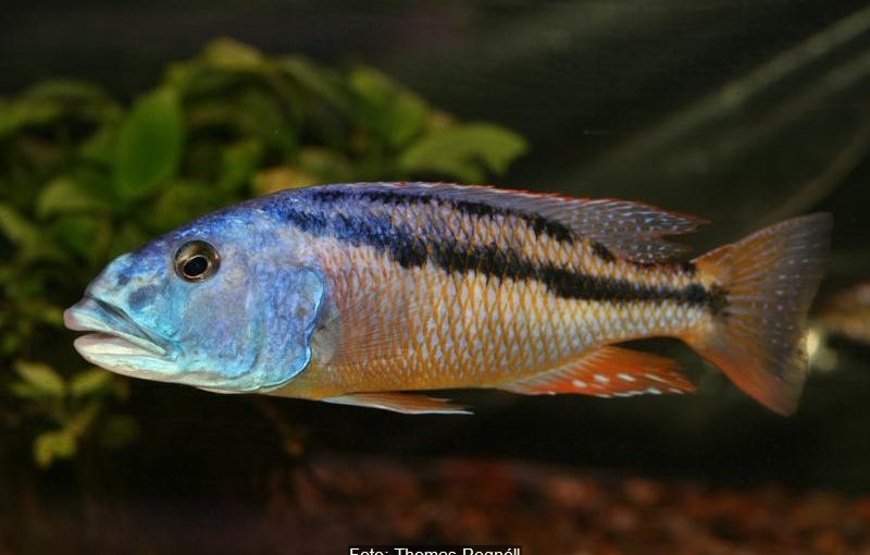 Aristochromis Christyi