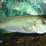 Astatotilapia calliptera 'Chizumulu'