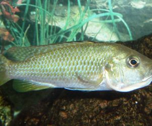 Astatotilapia calliptera 'Chizumulu'