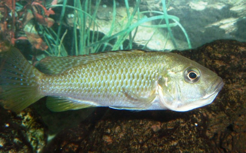 Astatotilapia calliptera 'Chizumulu'