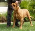 Bandogge Mastiff