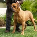 Bandogge Mastiff