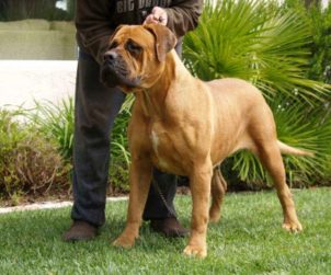 Bandogge Mastiff