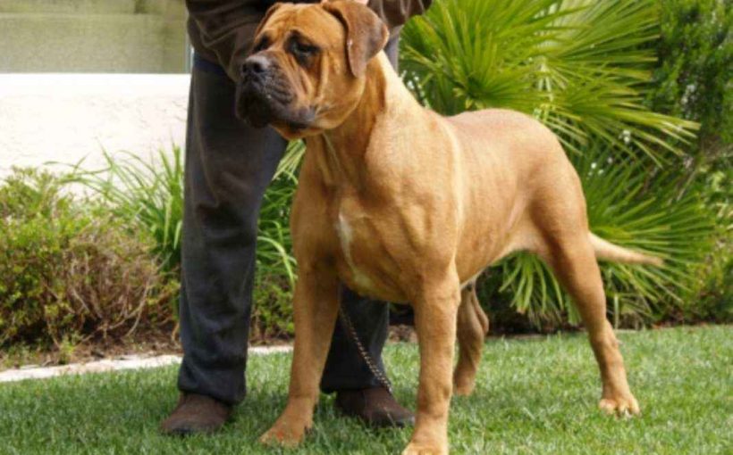 Bandogge Mastiff