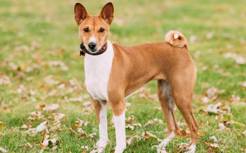 Basenji Cinsi Kopek Ve Ozellikleri Miyhav Com