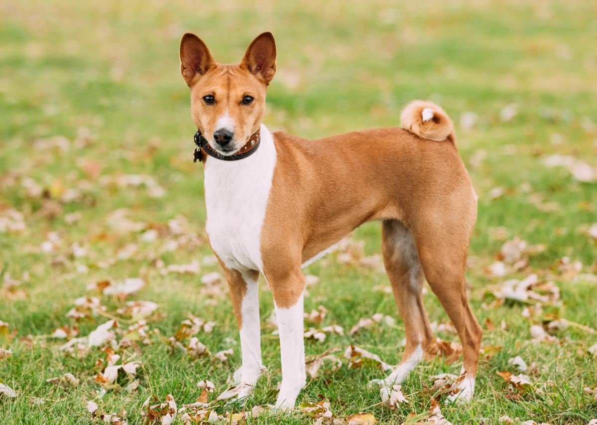 Basenji Cinsi Kopek Ve Ozellikleri Miyhav Com