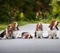 Basset Hound