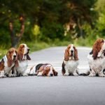 Basset Hound