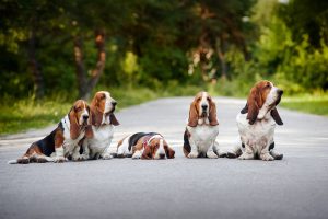 Basset Hound