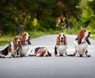 Basset Hound