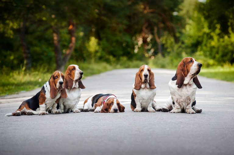 Basset Hound
