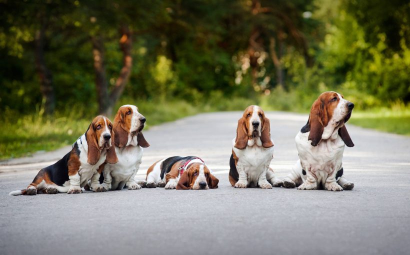 Basset Hound