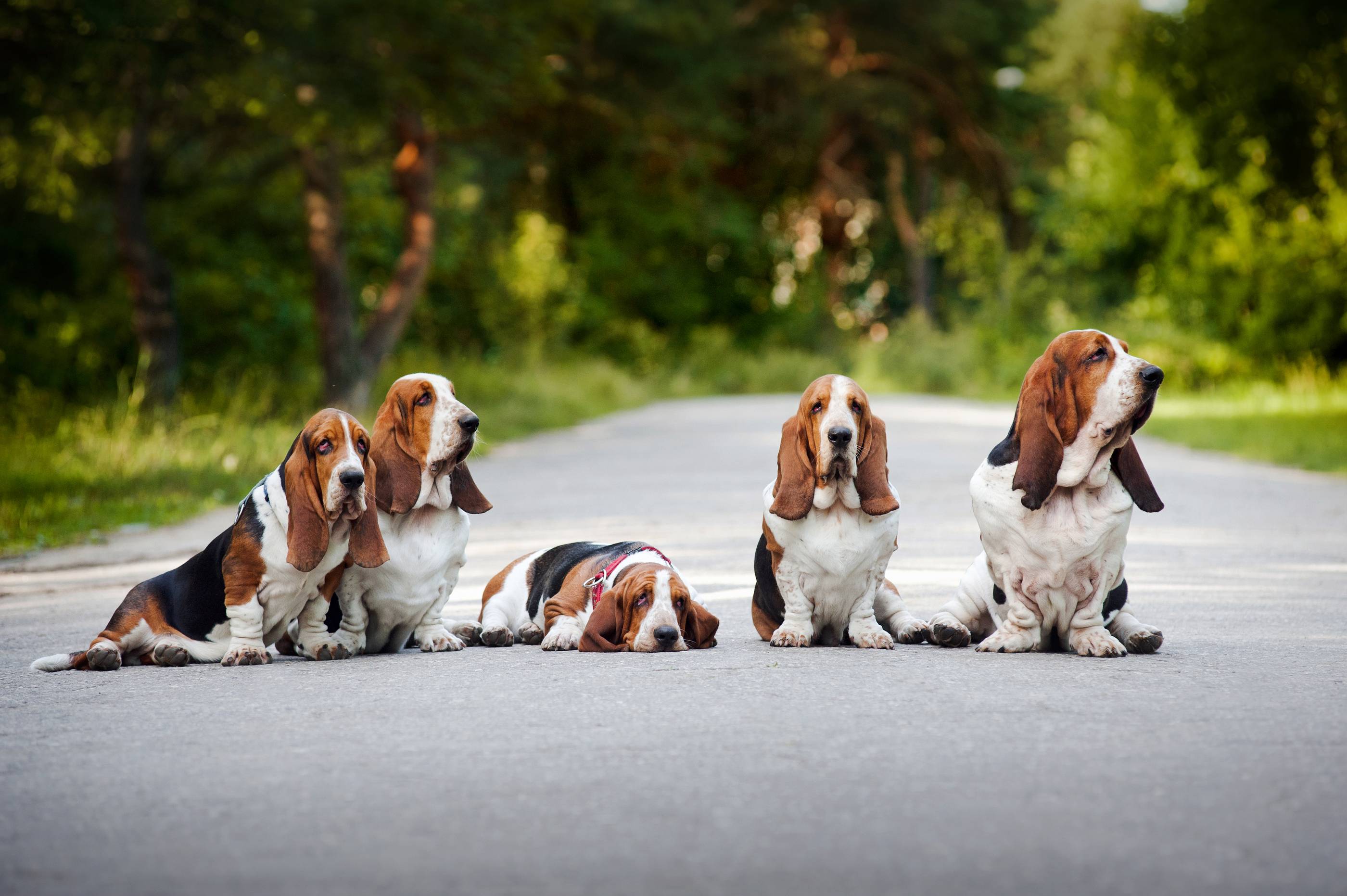 Basset Hound Cinsi Kopek Ve Ozellikleri Miyhav Com