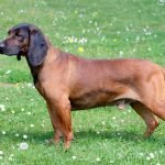 Bavyera Dağ Tazısı