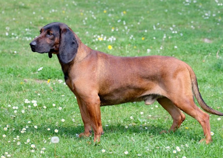 Bavyera Dağ Tazısı