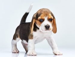 Beagle