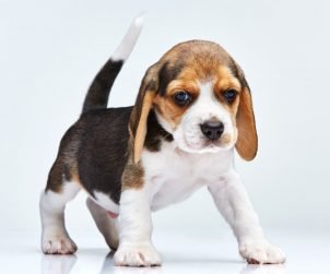 Beagle