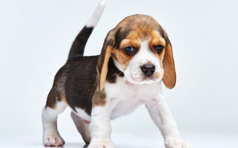 Beagle