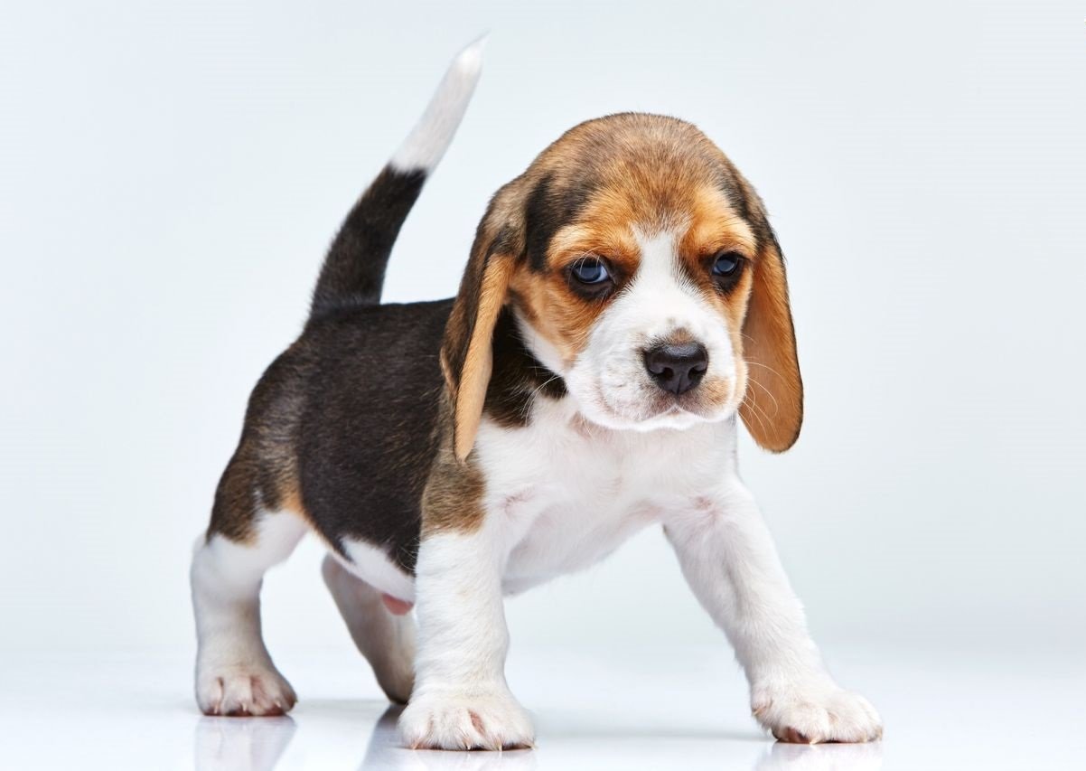 Beagle Cinsi Kopek Ve Ozellikleri Miyhav Com