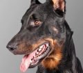 Beauceron