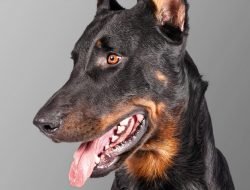 Beauceron