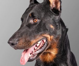 Beauceron