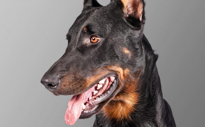 Beauceron Cinsi Kopek Ve Ozellikleri Miyhav Com