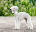 Bedlington Terrier