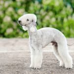 Bedlington Terrier