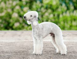 Bedlington Terrier