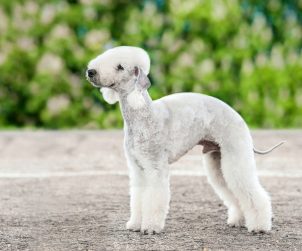 Bedlington Terrier