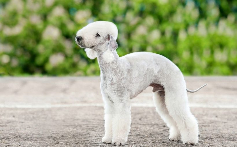 Bedlington Terrier