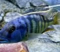 Buccochromis Heterotaenia