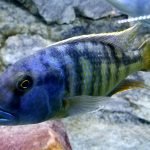 Buccochromis Heterotaenia