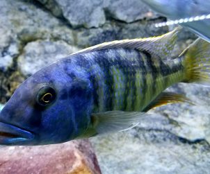 Buccochromis Heterotaenia