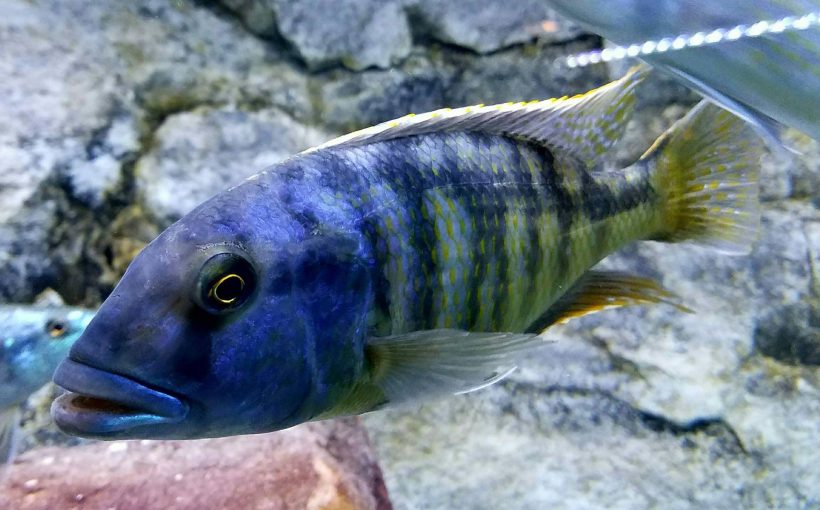 Buccochromis Heterotaenia