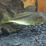 Buccochromis Lepturus