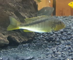 Buccochromis Lepturus