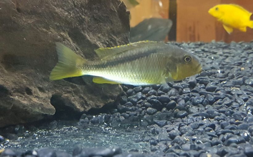 Buccochromis Lepturus
