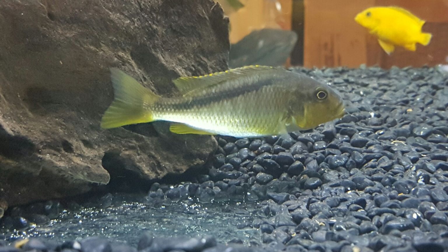 Buccochromis Lepturus
