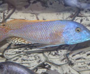 Buccochromis Rhoadesii (Sarı Lepturus)
