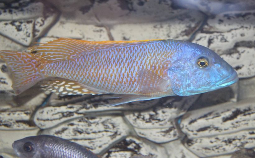 Buccochromis Rhoadesii (Sarı Lepturus)