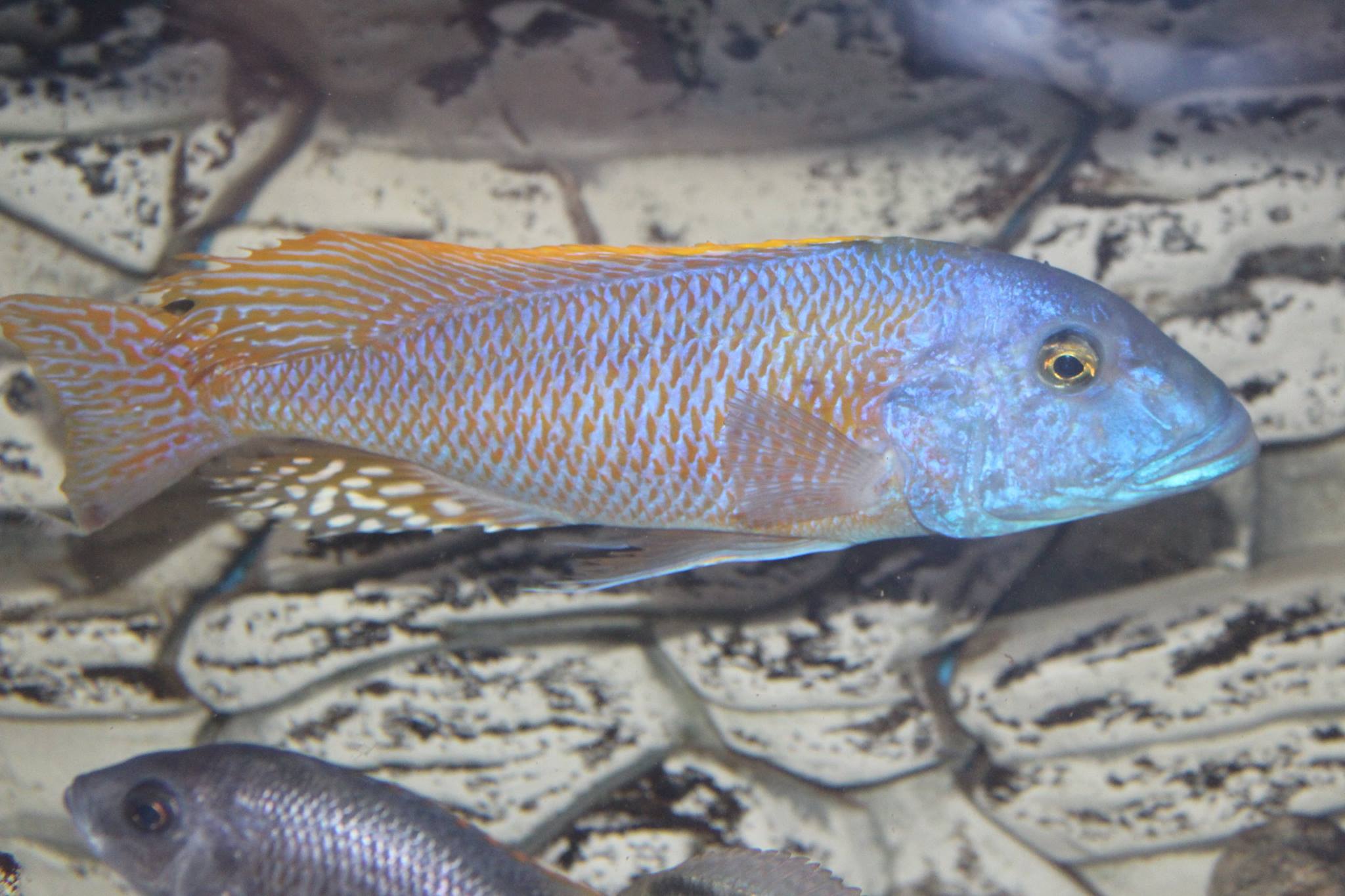 Buccochromis Rhoadesii (Sarı Lepturus)