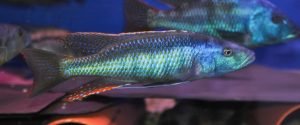 Champsochromis Caeruleus (Trout Cichlid)